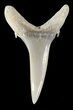 Fossil Sand Shark (Odontaspis) Tooth - Lee Creek, NC #47678-1
